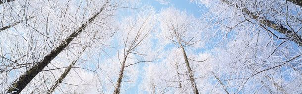 冬日雪树jpg设计背景_新图网 https://ixintu.com 冷色调 树 雪