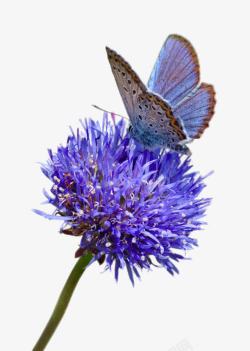 吸食停在紫色的花上的蝴蝶高清图片