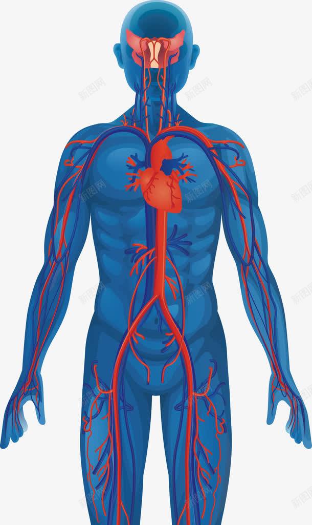 人体和心脏png免抠素材_新图网 https://ixintu.com 心脏 心血管 蓝色人体