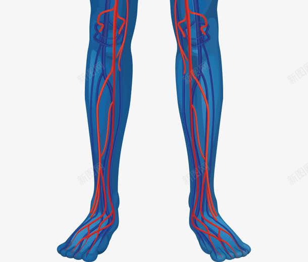 人体和心脏png免抠素材_新图网 https://ixintu.com 心脏 心血管 蓝色人体