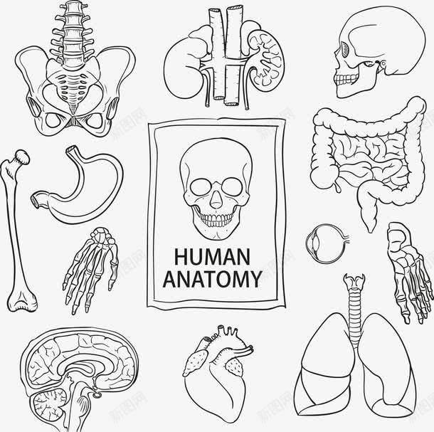 手绘人体骨骼器官png免抠素材_新图网 https://ixintu.com 人体 内脏 器官 手绘 骨骼