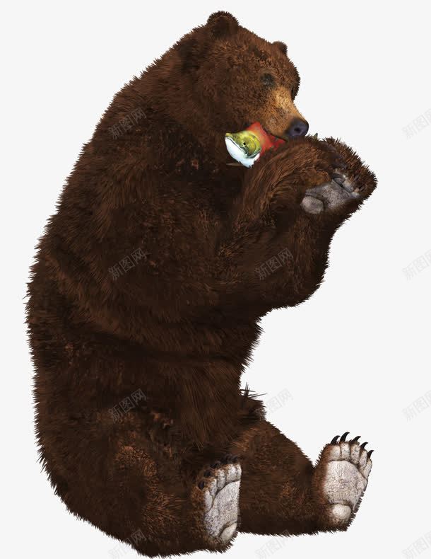 吃东西的棕熊png免抠素材_新图网 https://ixintu.com 动物 嚼东西 熊 狗熊 觅食