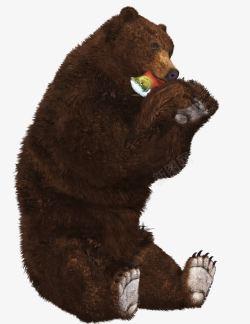 动物觅食吃东西的棕熊高清图片