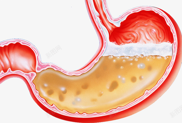 胃部消化系统png免抠素材_新图网 https://ixintu.com 啤酒 消化系统 消化道 胃部 腹痛