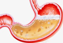 消化道胃部消化系统高清图片