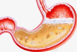 胃部消化系统素材