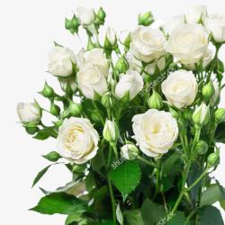 心情愉悦白色玫瑰高清图片