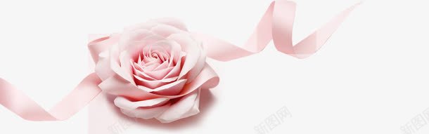 粉色花朵粉色丝带浪漫png免抠素材_新图网 https://ixintu.com 丝带 浪漫 粉色 花朵
