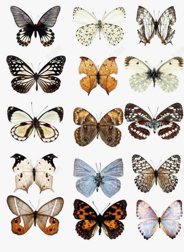各式各样的蝴蝶样式png免抠素材_新图网 https://ixintu.com 品种 实拍 标本 蝴蝶