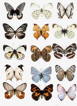 各式各样的蝴蝶样式素材