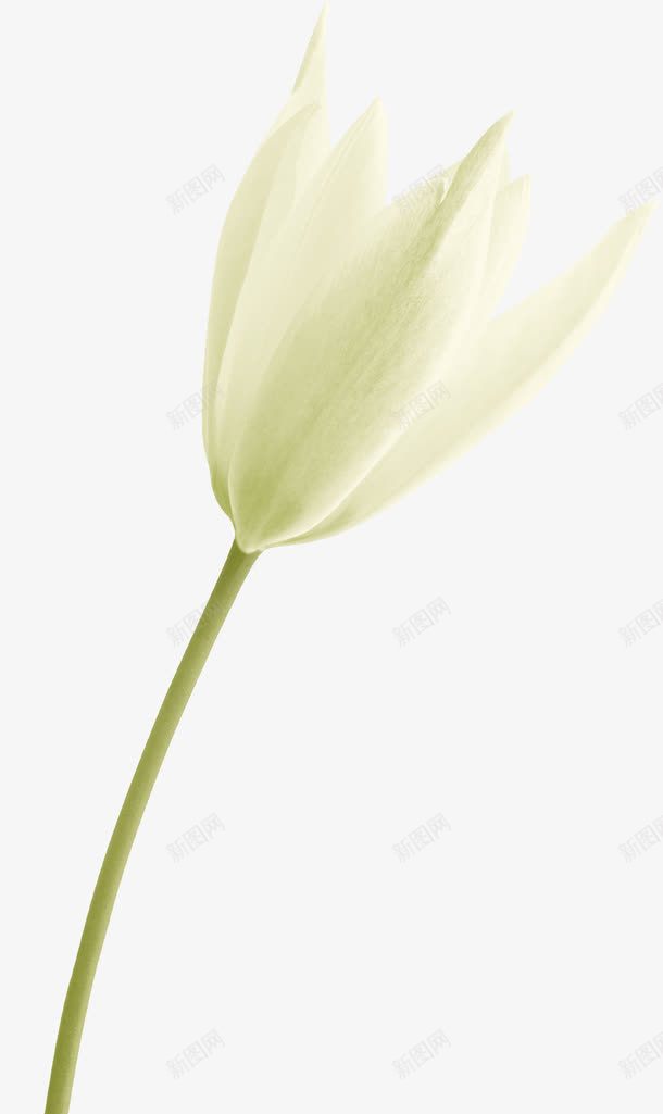 一枝白百合png免抠素材_新图网 https://ixintu.com 白色花 花朵 花瓣 花素材