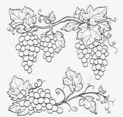速写葡萄葡萄线稿装饰画图标高清图片