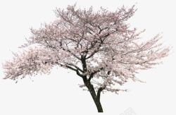 立体樱花树装饰素材
