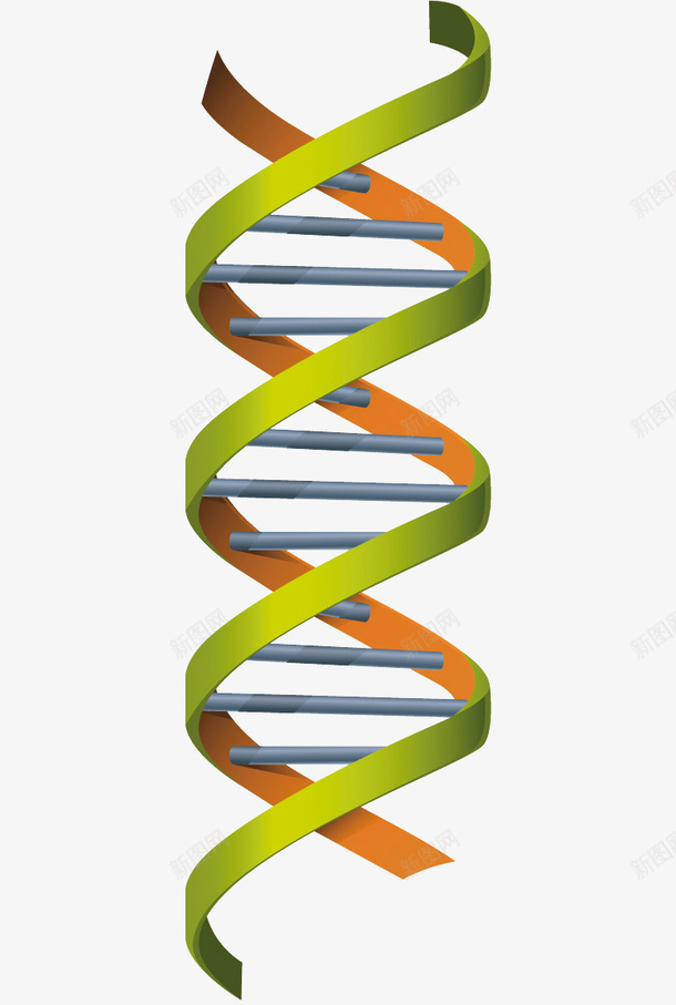 卡通基因DNA结构图png免抠素材_新图网 https://ixintu.com 17素材网 DNA DNA双螺旋结构图片 基因 结构图
