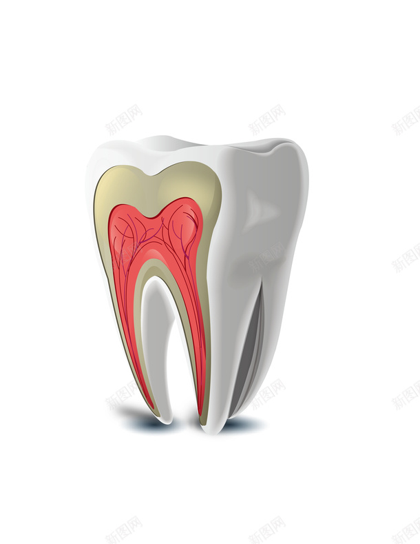 牙齿模型图png免抠素材_新图网 https://ixintu.com 牙齿 牙齿模型 牙齿结构