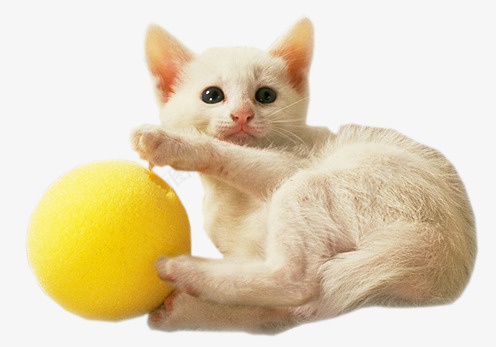 玩球的猫咪png免抠素材_新图网 https://ixintu.com 小猫 猫 猫咪实景照片