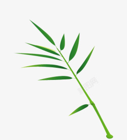 淡竹叶绿色竹叶高清图片