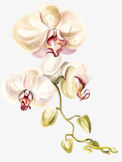 白色印花布料背景图片手绘漂亮蝴蝶兰花朵高清图片