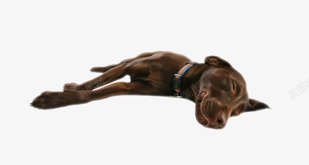 深棕色躺着的狗动物png免抠素材_新图网 https://ixintu.com 人类朋友 免扣 免费下载 动物 宠物 生物 睡觉 躺着 躺着的狗