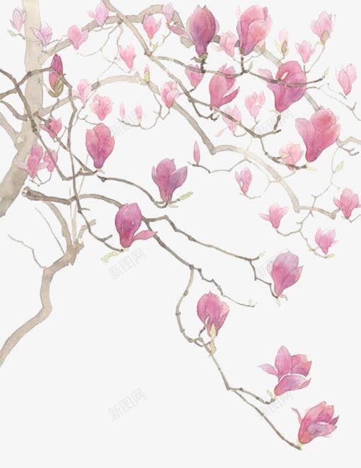 粉色玉兰花png免抠素材_新图网 https://ixintu.com 树枝 植物 玉兰花 粉色 花朵