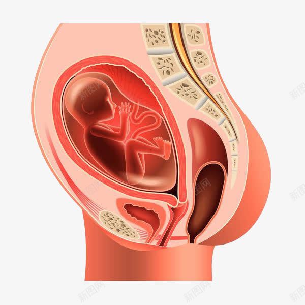 肚子里的胎儿png免抠素材_新图网 https://ixintu.com 卡通 呵护子宫 女性 子宫 孕妇 孕育生命 盆底胎儿