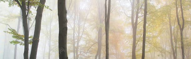 秋色中的迷雾树林背景背景