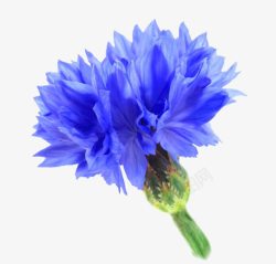 菊科植物蓝色矢车菊高清图片