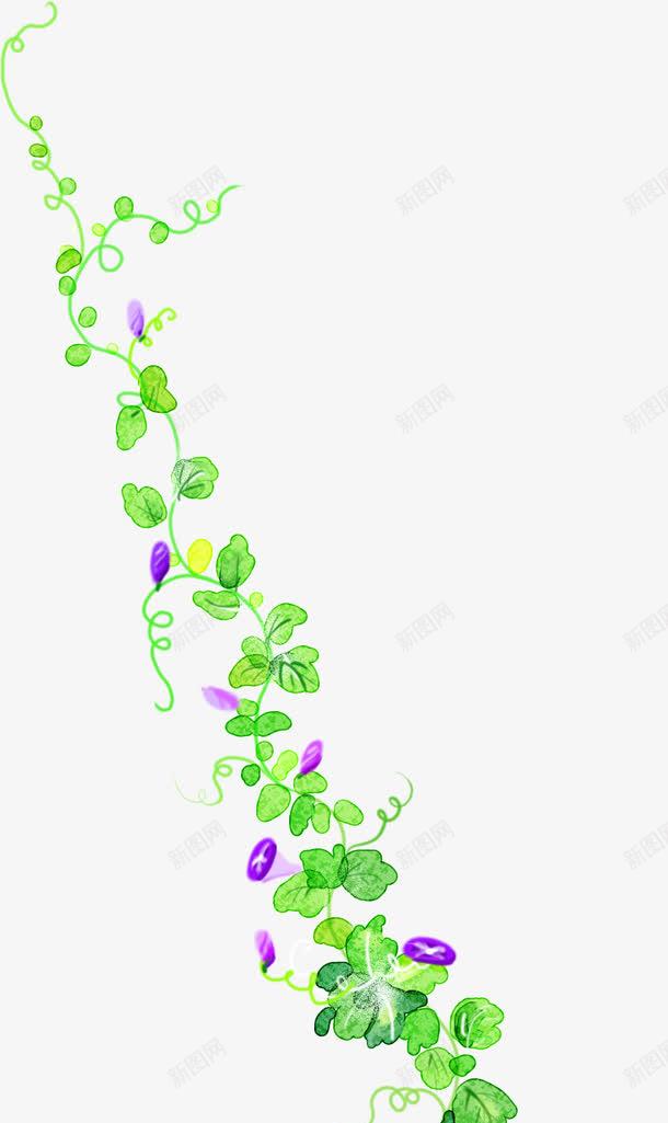 手绘绿色牵牛花花藤png免抠素材_新图网 https://ixintu.com 牵牛 绿色