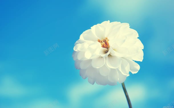 蓝色模糊背景白色花朵jpg设计背景_新图网 https://ixintu.com 模糊 白色 背景 花朵 蓝色