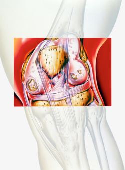 关节软骨膝关节结构彩图高清图片