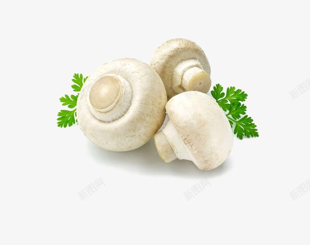 新鲜的圆蘑菇png免抠素材_新图网 https://ixintu.com 图片蘑菇 白色的蘑菇 营养价值高 野生蘑菇图片