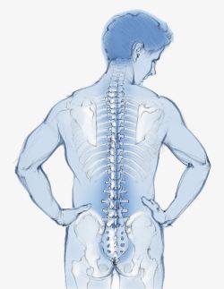 骨盆关节模型图水彩风格人物骨盆脊椎图高清图片