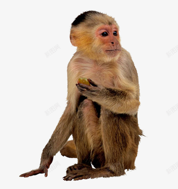 金丝猴png免抠素材_新图网 https://ixintu.com 动物 可爱的 猴子 金丝猴 顽皮的