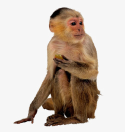 顽皮的猴子金丝猴高清图片