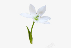 白色花朵图素材