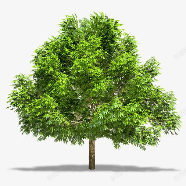 绿色大树实景png免抠素材_新图网 https://ixintu.com 树丛 树木 树灌 植物 植被 绿色 绿色大树免费下载
