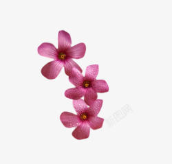 三朵亚麻籽花装饰花朵的元料高清图片