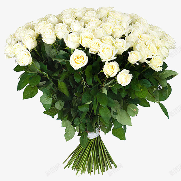 一束白色的玫瑰花png免抠素材_新图网 https://ixintu.com 一束花 植物 玫瑰花 白玫瑰 绿植 花卉 花朵 鲜花