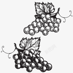 两串葡萄素描两串手绘的黑白葡萄矢量图高清图片