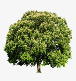板栗树一株开花的板栗树高清图片