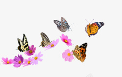 波斯菊花蝴蝶和漂着花高清图片