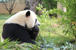 熊猫大熊猫竹子素材