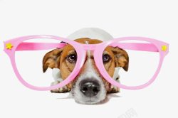 红色眼镜框趴着的宠物狗高清图片