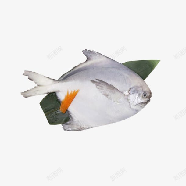 白鲳鱼实图png免抠素材_新图网 https://ixintu.com 海鲜水产 生鲜 白鲳鱼 食品 鲳鱼