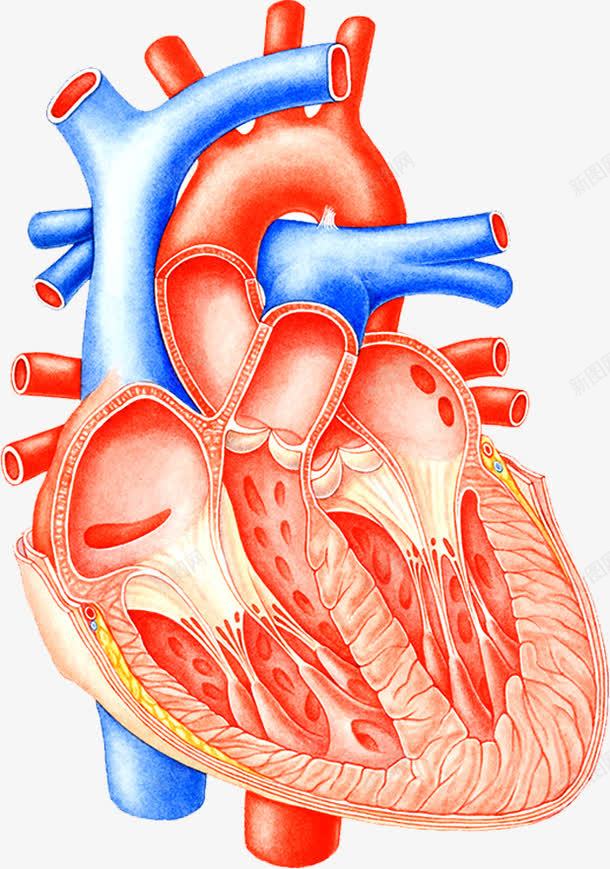 心脏血管医疗png免抠素材_新图网 https://ixintu.com 健康 剖面图 心脏图案 心血管 血液循环