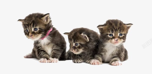 实物一群小猫png免抠素材_新图网 https://ixintu.com 一群猫 一起玩耍 刚出生的 可爱 呆萌 好奇 宠物 小猫 张望 爬行