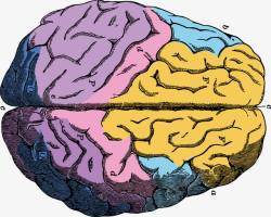 脑保健大脑矢量图高清图片
