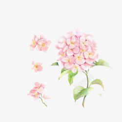 绿叶粉花一支粉色绣球花手绘高清图片