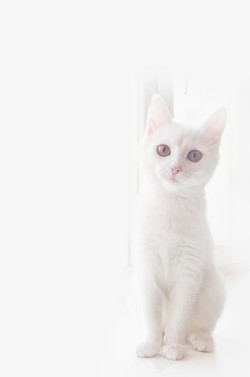 孤独的纯白猫咪高清图片