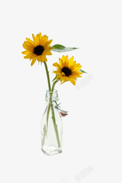 花瓶向日葵瓶中向日葵高清图片